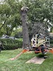 Image for Tree Wise Men Professional Tree Care with ID of: 6933842