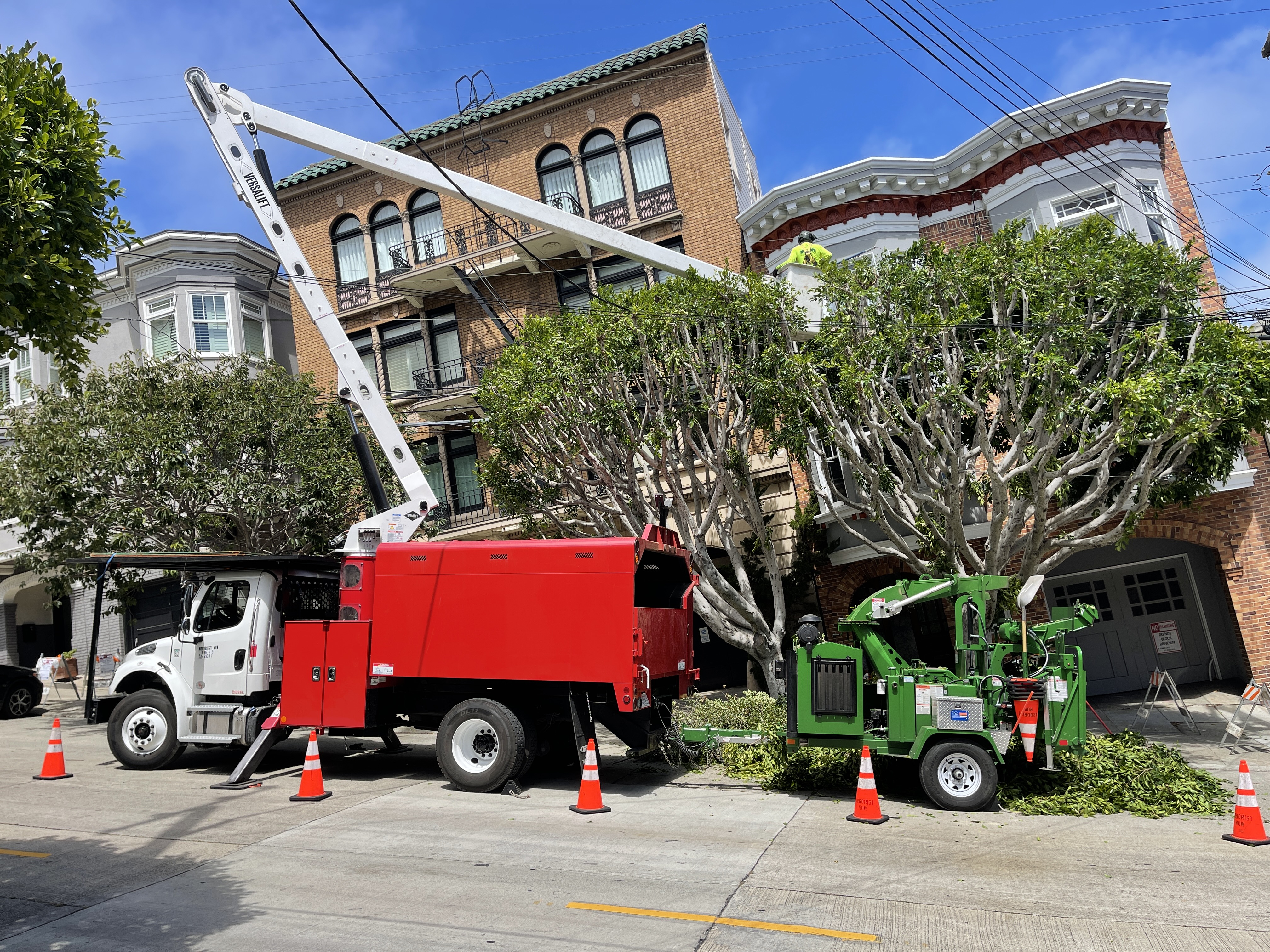 Image for Arborist Now with ID of: 6934618