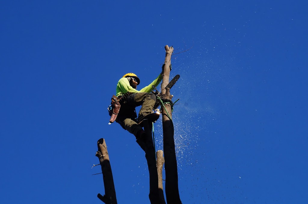 Image for Arborist Now with ID of: 6934621