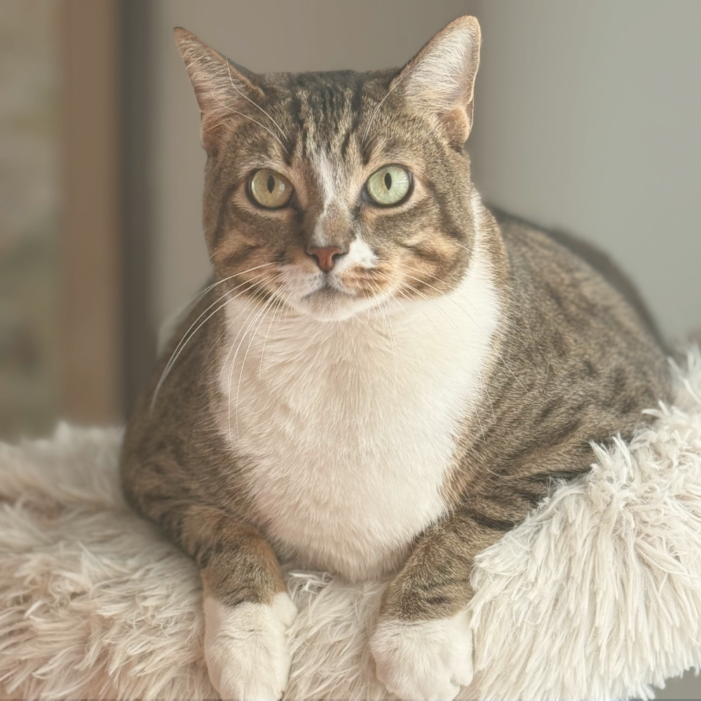 Image for Leashes and Litterboxes with ID of: 6937898