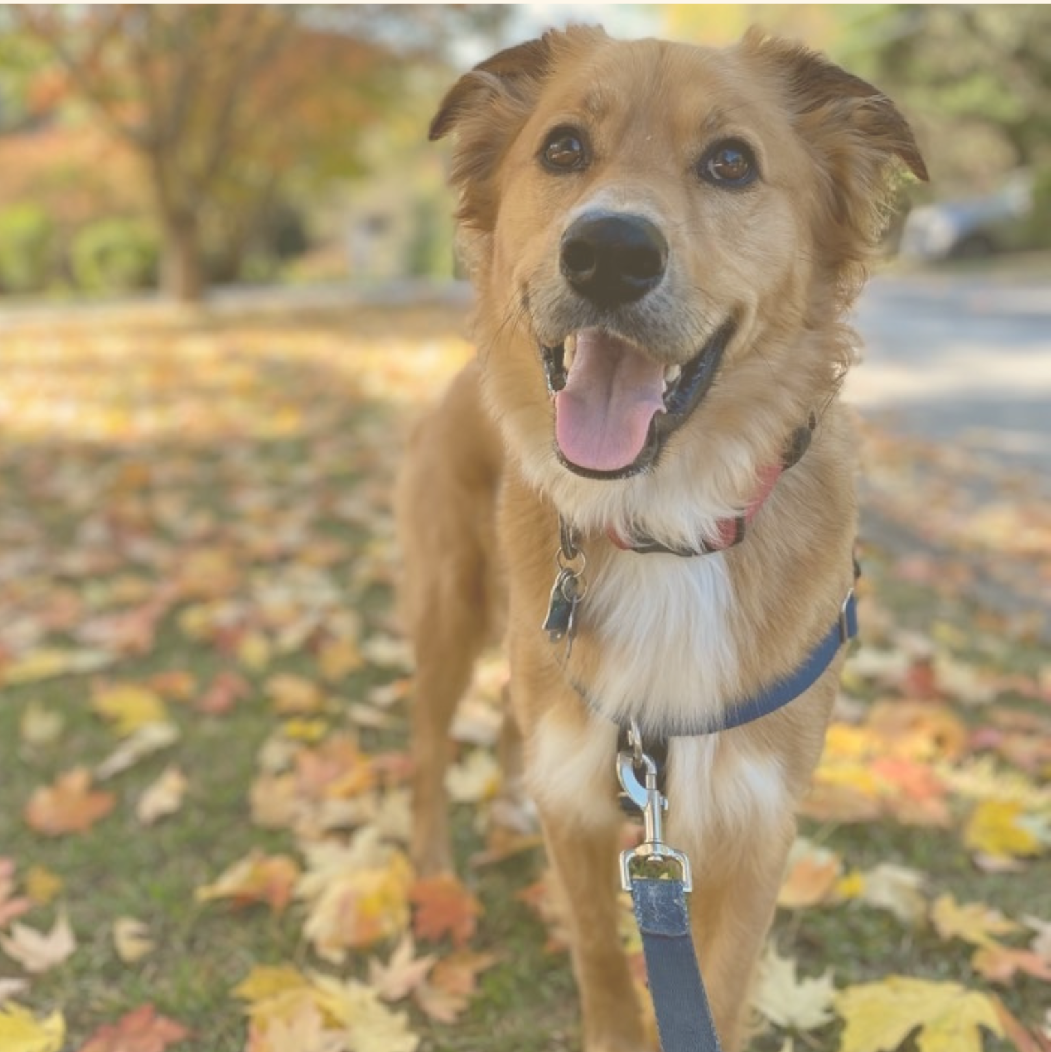 Image for Leashes and Litterboxes with ID of: 6937899