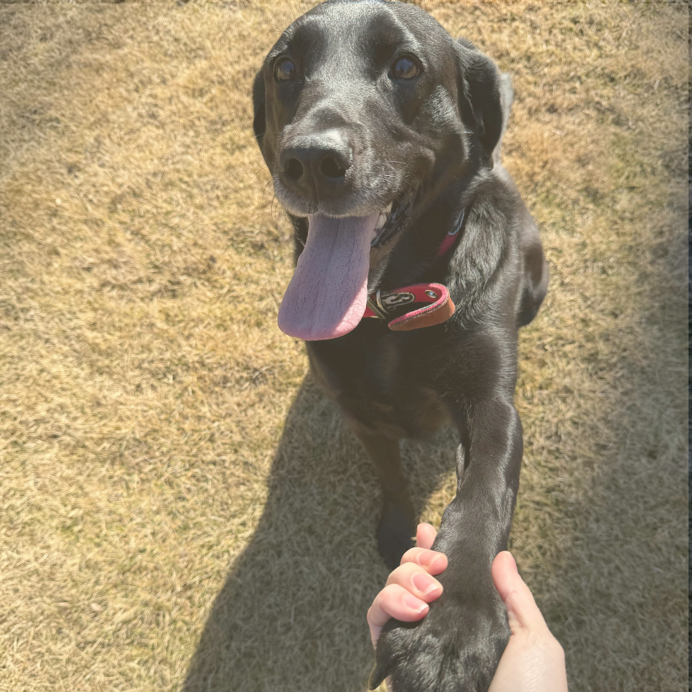Image for Leashes and Litterboxes with ID of: 6937901
