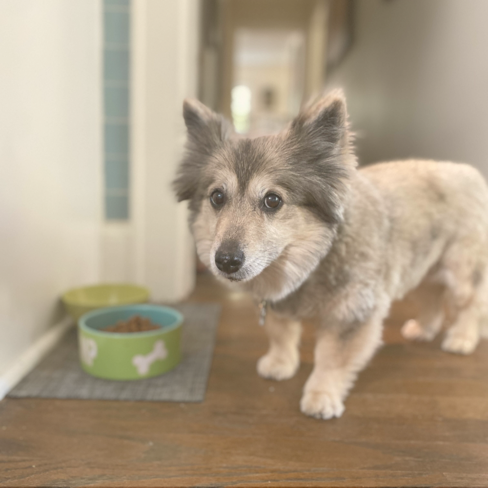 Image for Leashes and Litterboxes with ID of: 6937903