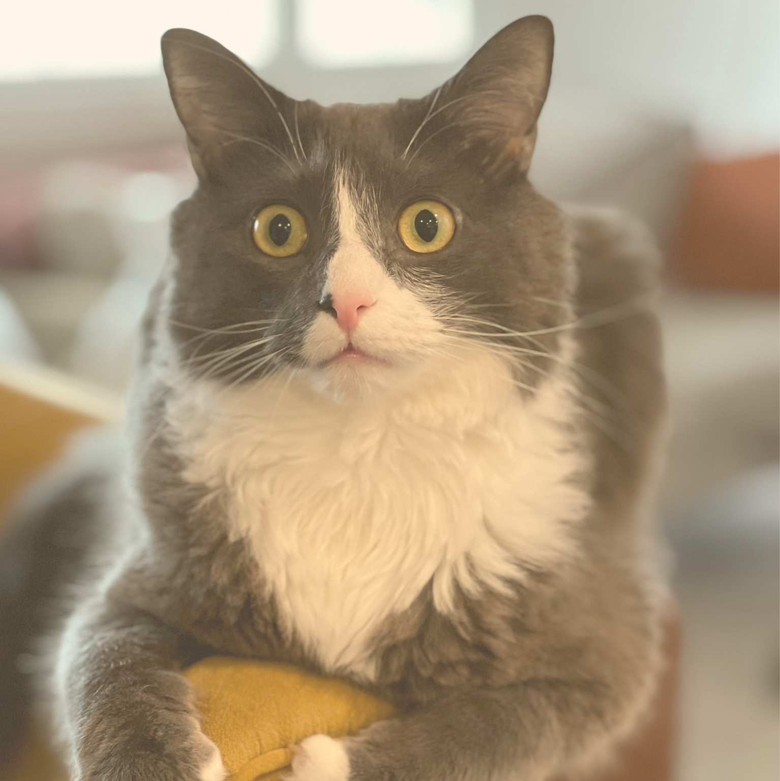 Image for Leashes and Litterboxes with ID of: 6937904