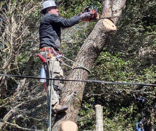 Image for EA Tree Expert Company with ID of: 6938380