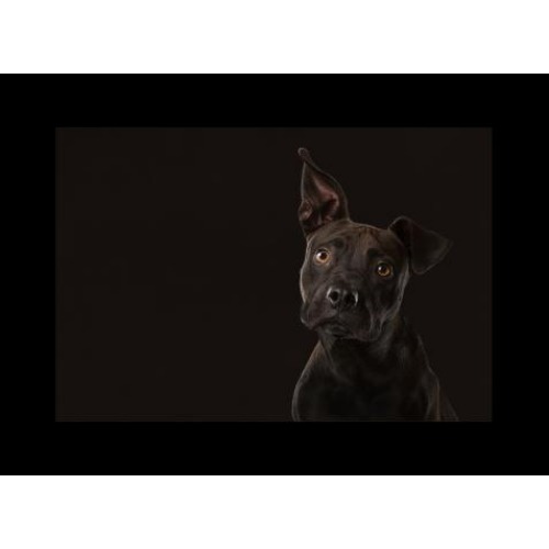 Image for Chile Dog Photography with ID of: 6941401
