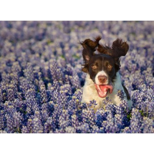 Image for Chile Dog Photography with ID of: 6941407