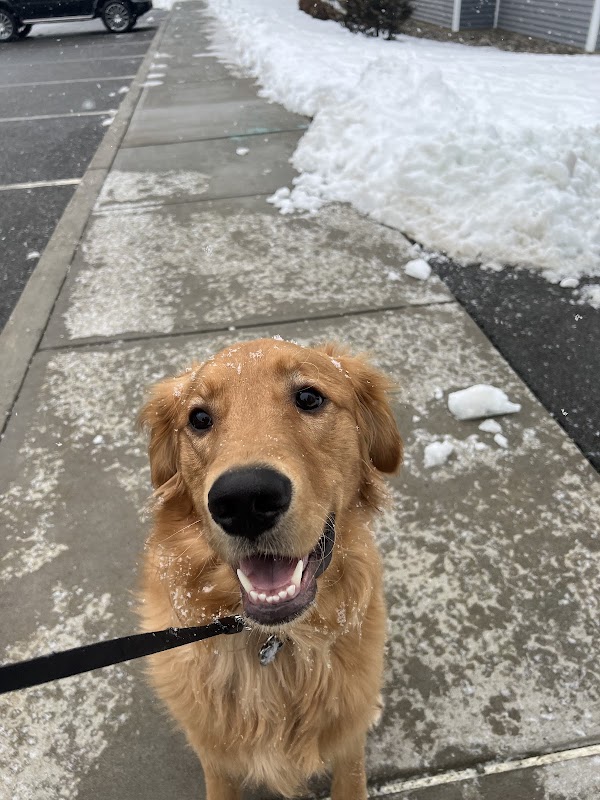Image for Albany Off Leash K9 Training with ID of: 6941743