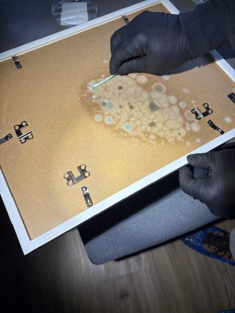 Image for Fast Mold Testing - Fresno with ID of: 6943735