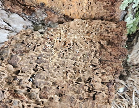 Image for Safe Home Pest Defense with ID of: 6943934