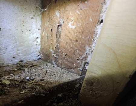 Image for Safe Home Pest Defense with ID of: 6943935