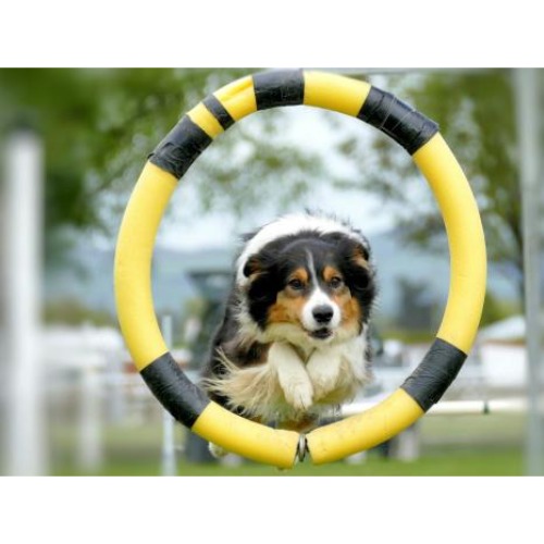 Image for K9 Rox Club with ID of: 6944872