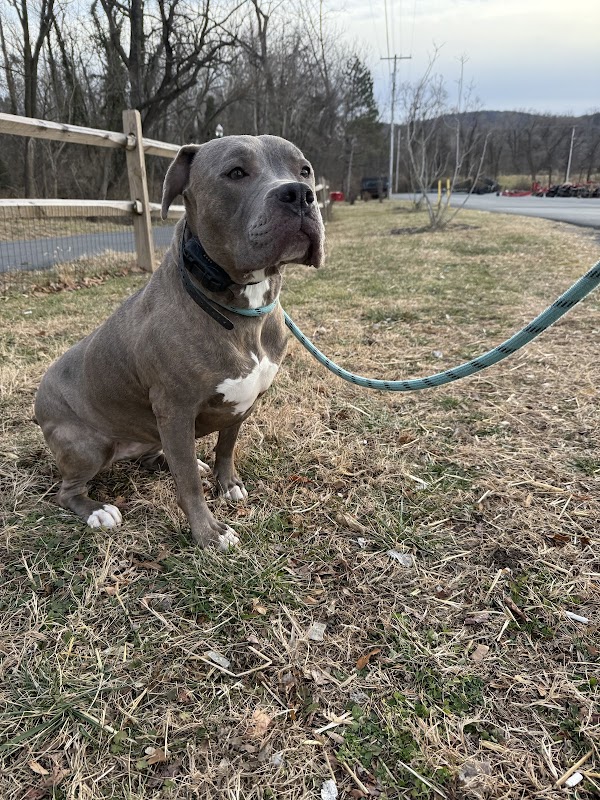 Image for Ridgeside K9 Montgomery County with ID of: 6945485