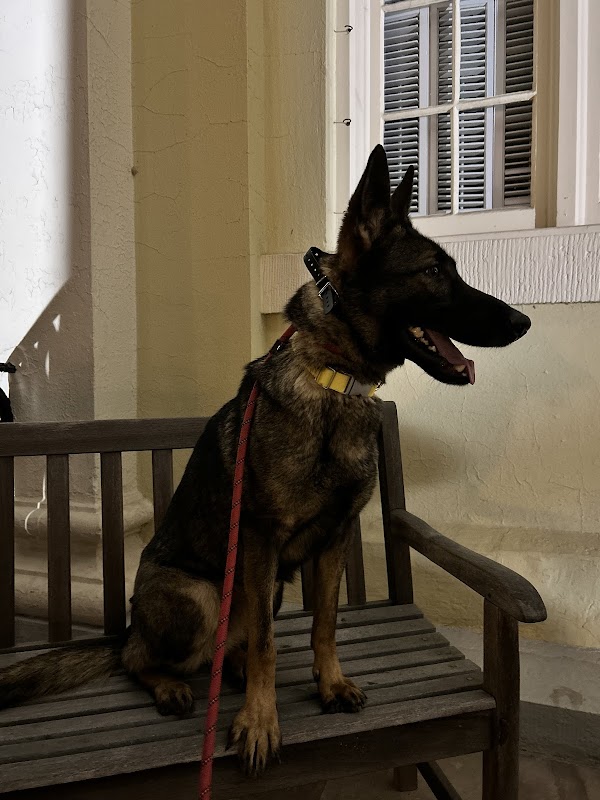 Image for Ridgeside K9 Montgomery County with ID of: 6945486