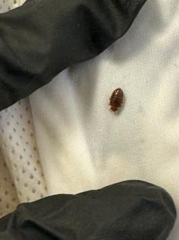 Image for Bed Bug Exterminator Waukesha with ID of: 6946371