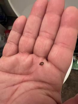 Image for Bed Bug Exterminator Waukesha with ID of: 6946373