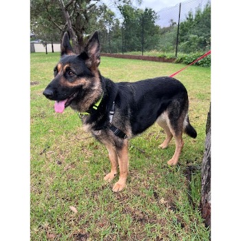Image for Hobsons Bay Veterinary Clinic with ID of: 6946635