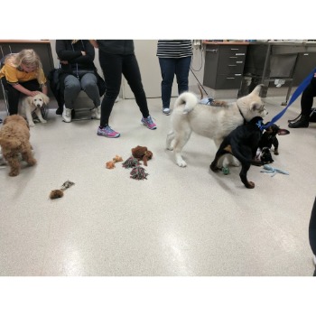 Image for Hobsons Bay Veterinary Clinic with ID of: 6946636