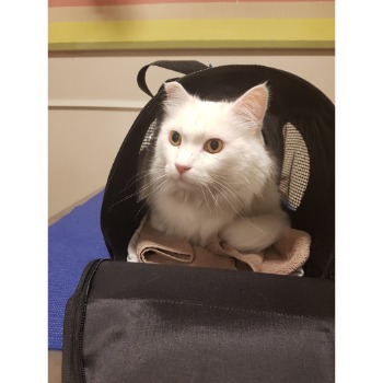 Image for Hobsons Bay Veterinary Clinic with ID of: 6946638