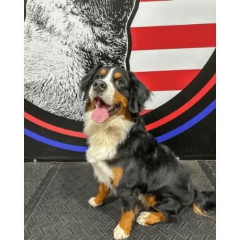 Image for Cornerstone K9 with ID of: 6946886