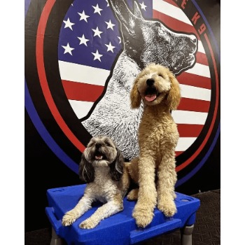 Image for Cornerstone K9 with ID of: 6946888