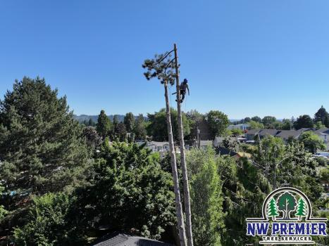 Image for NW Premier Tree Services with ID of: 6947533