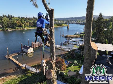 Image for NW Premier Tree Services with ID of: 6947536