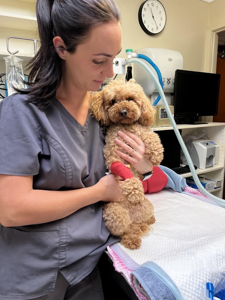 Image for AHT Vets Thornlands with ID of: 6948009