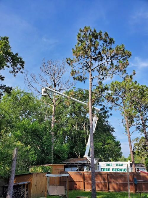 Image for Tree Tech Tree Service, Inc. with ID of: 6949563