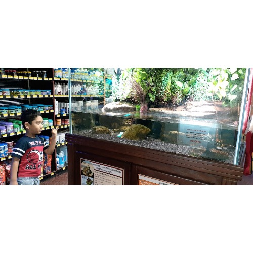 Image for Absolutely Fish with ID of: 6951140
