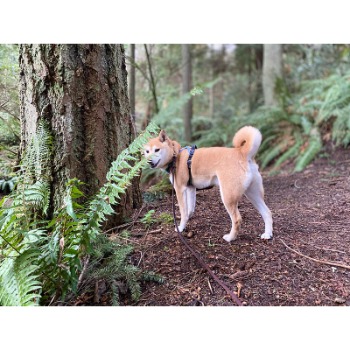 Image for Emerald City Paws with ID of: 6951771