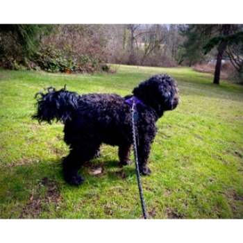 Image for Emerald City Paws with ID of: 6951781