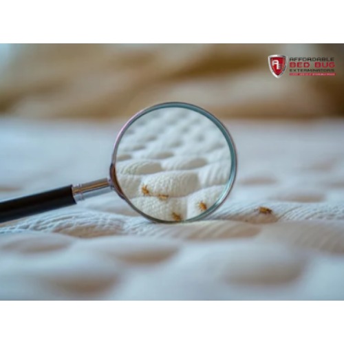 Image for Bed Bug Exterminator Racine with ID of: 6955522