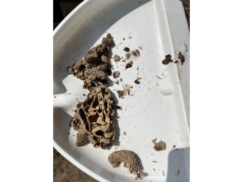 Image for Deep Six Pest Control with ID of: 6956860