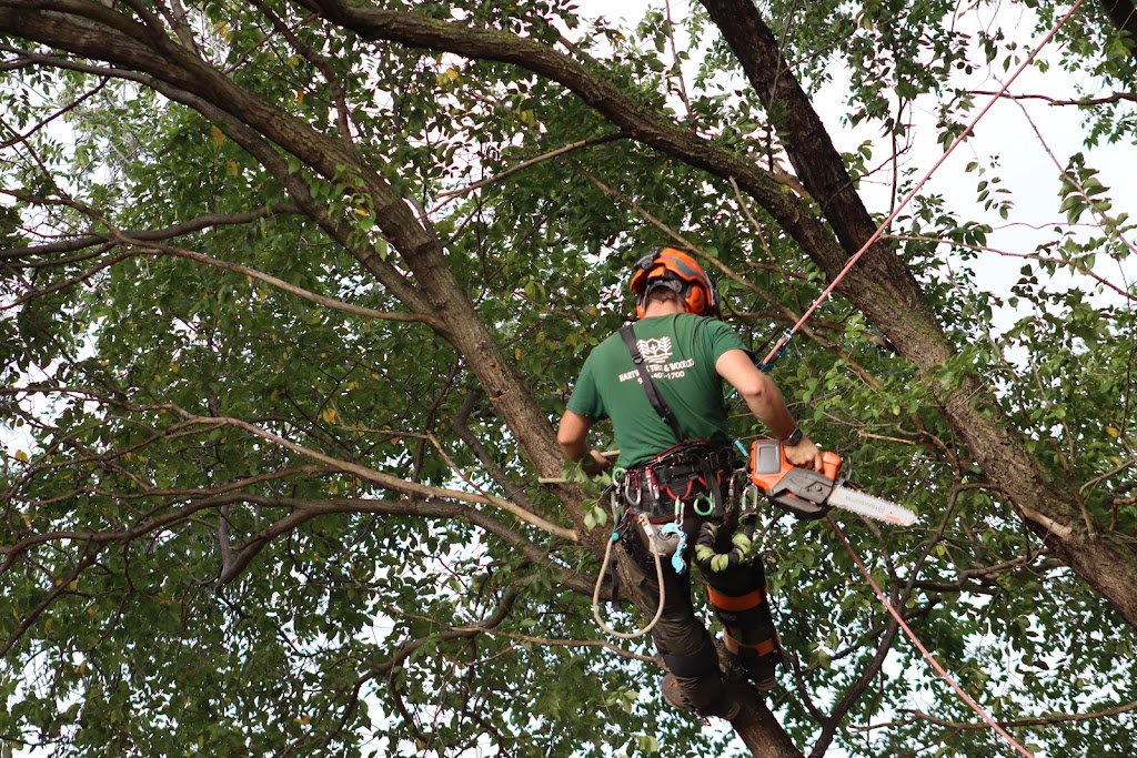 Image for Hartwick Tree and Wood Ltd with ID of: 6961124