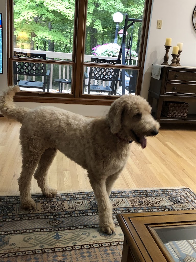 Image for West Chester Veterinary Care with ID of: 6961625