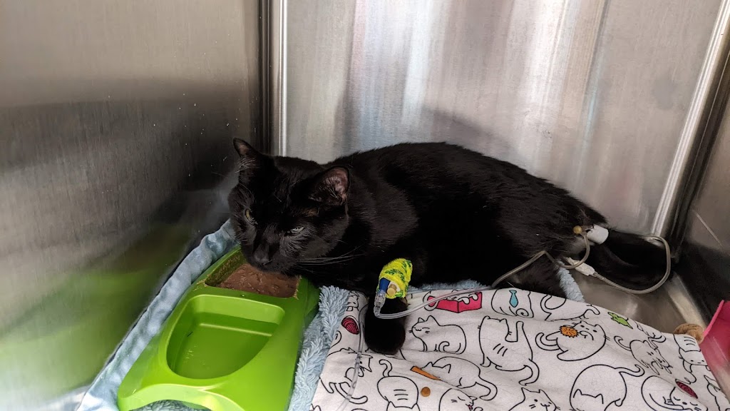 Image for West Chester Veterinary Care with ID of: 6961629