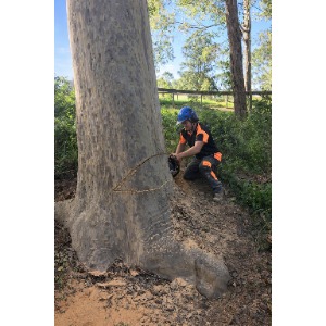 Image for Ability Tree Service with ID of: 6962033