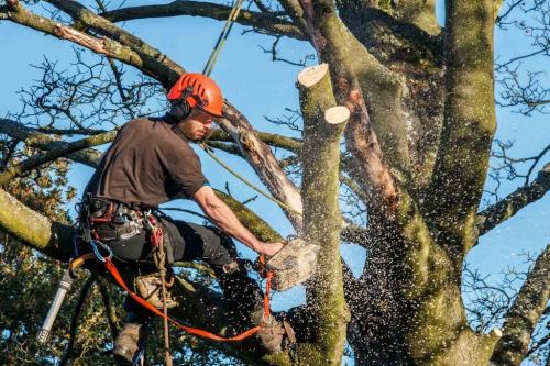 Image for White Glove Tree Services with ID of: 6962400