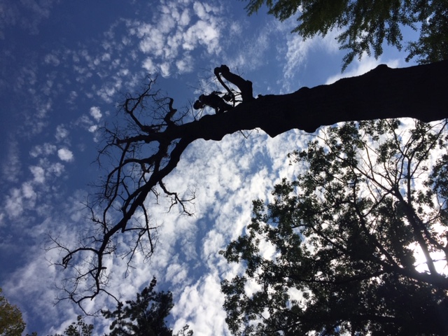 Image for White Glove Tree Services with ID of: 6962404