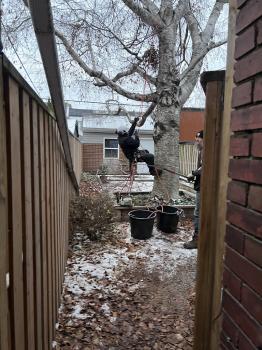 Image for White Glove Tree Services with ID of: 6962405