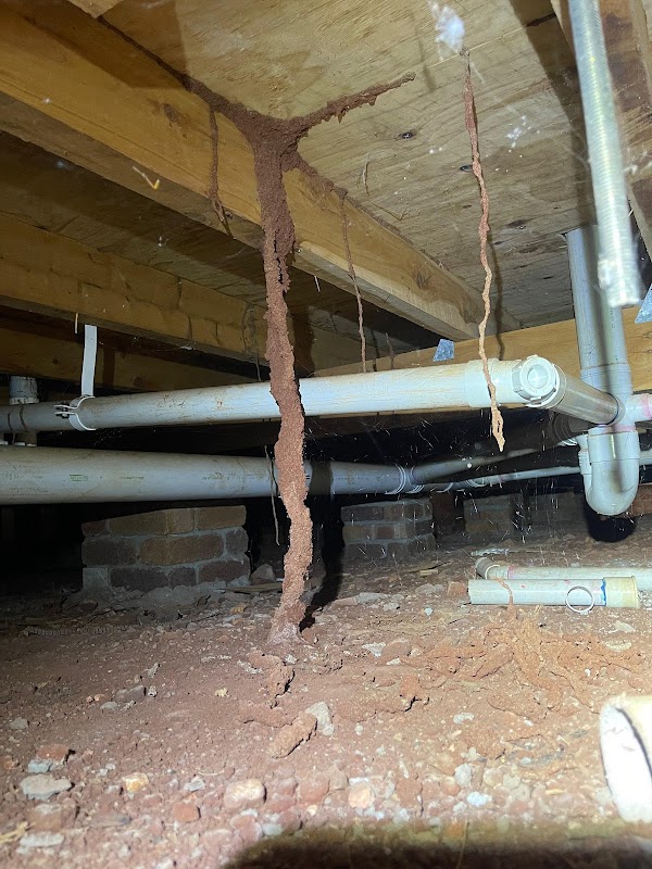 Image for Insight Termite & Pest Solutions with ID of: 6963420