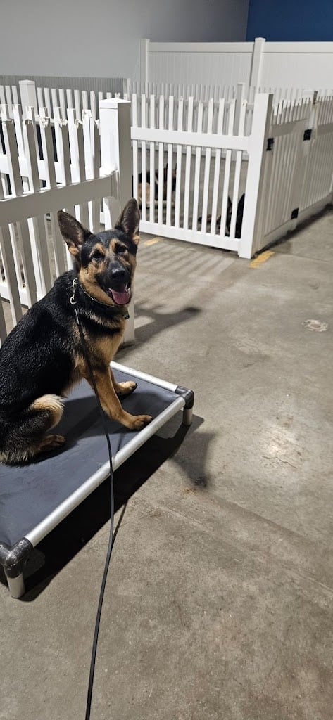 Image for Stateline Canine with ID of: 6963508