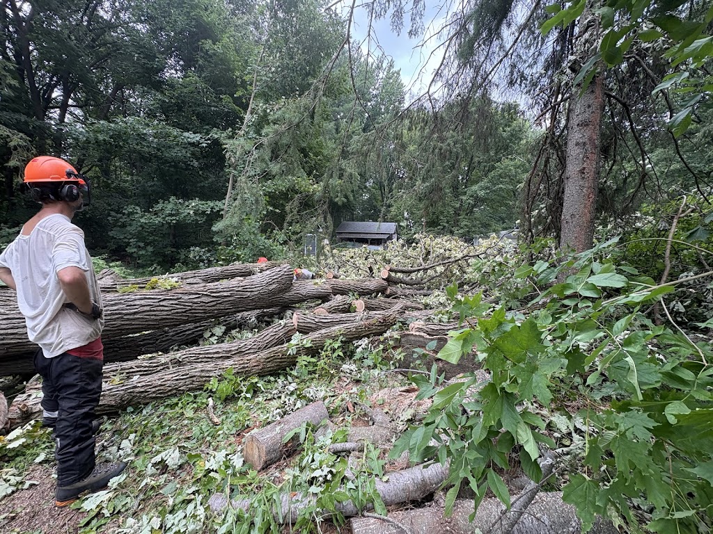 Image for Steve's Tree Service with ID of: 6965416