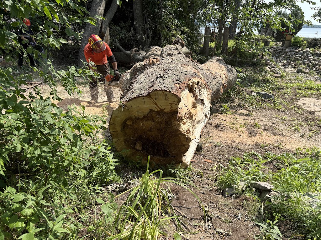 Image for Steve's Tree Service with ID of: 6965417