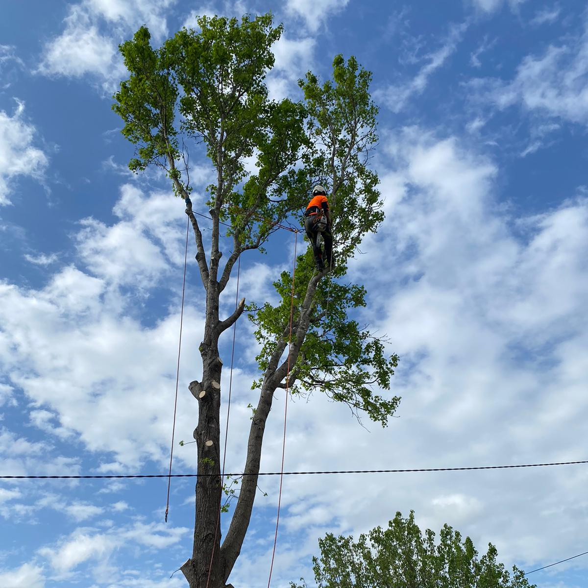 Image for Absolute Tree Services with ID of: 6967990