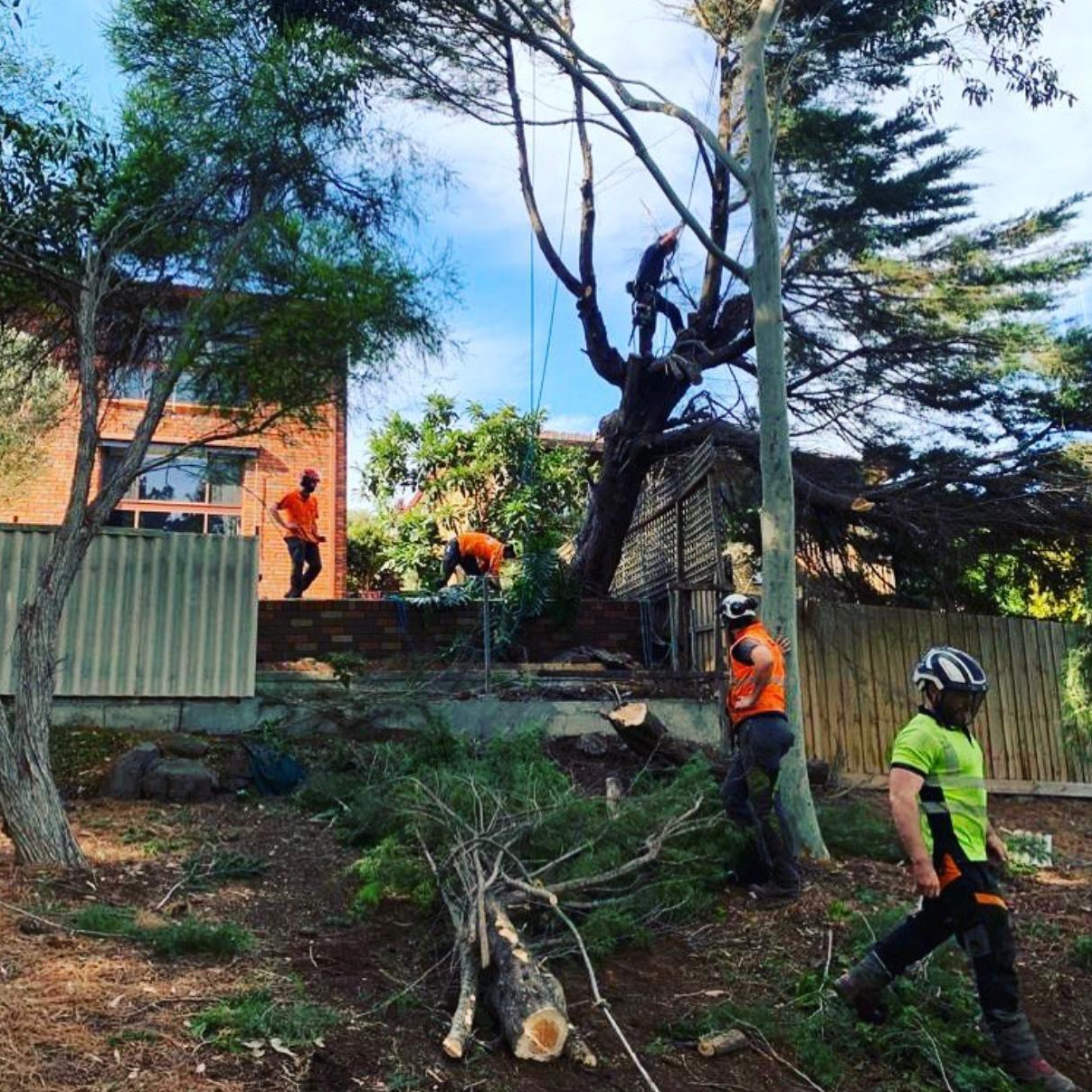 Image for Absolute Tree Services with ID of: 6968001