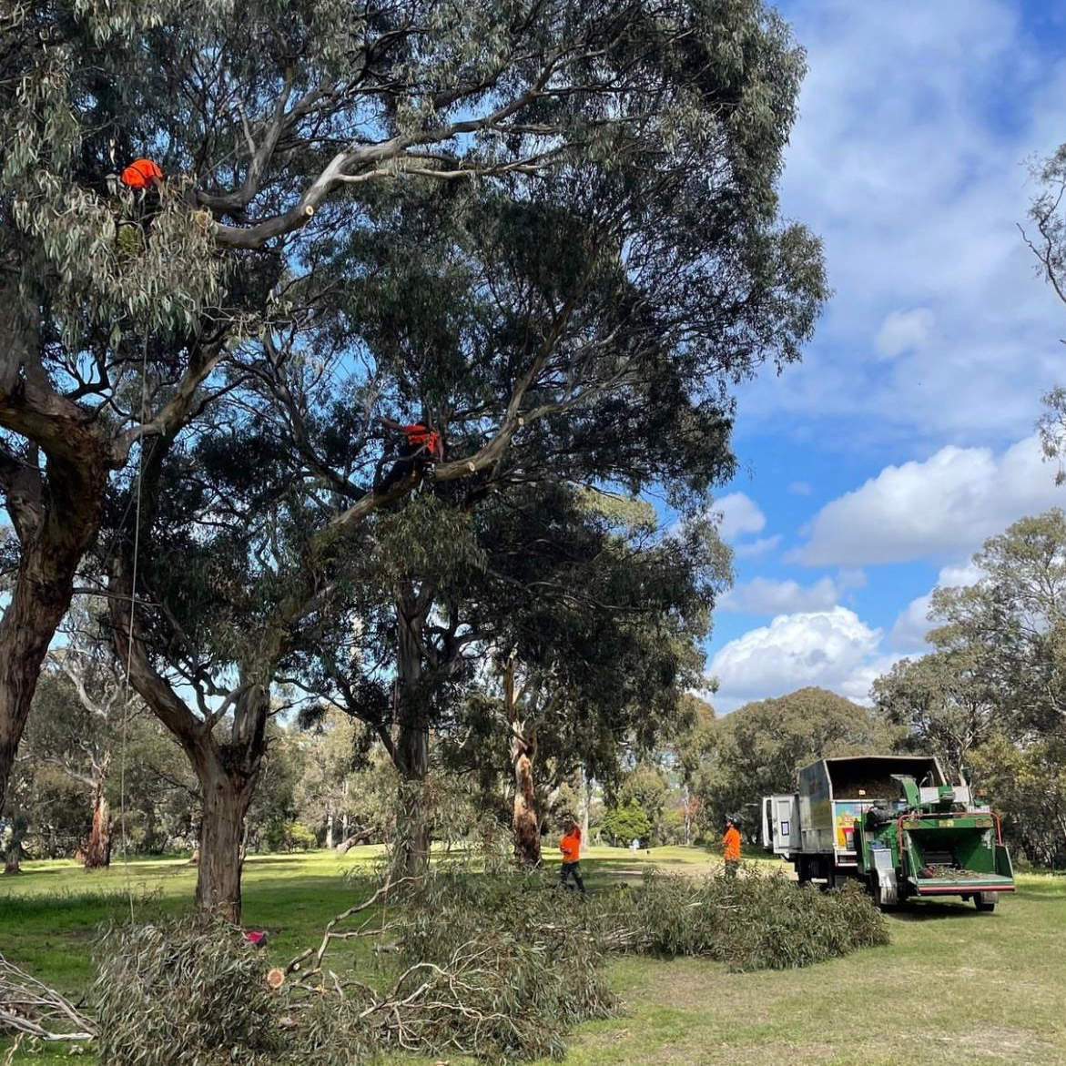 Image for Absolute Tree Services with ID of: 6968002