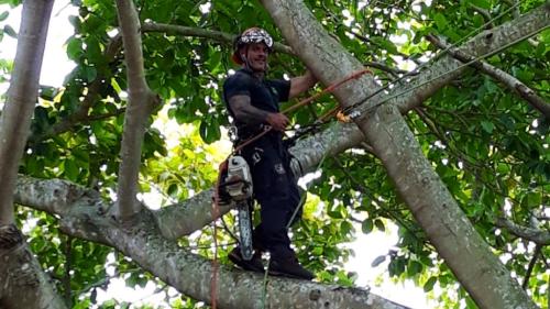 Image for Stephen's Tree Service with ID of: 6969855