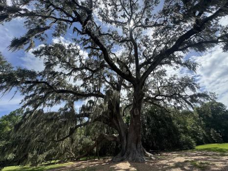 Image for Stephen's Tree Service with ID of: 6969856